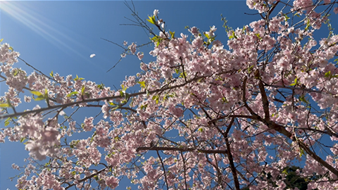 奈良吉野の桜と蒼い空